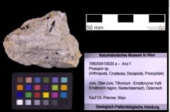 Foto (Objekt + Etiketten) von Prosopon sp. (NHMW-GEO-1990-0041-0035a)